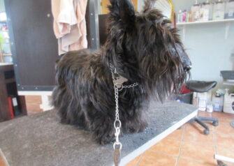 Hundesalon alt for hunden - Din hundesalon i Aalborg