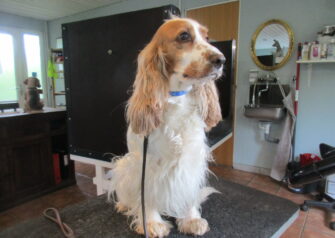Hundesalon alt for hunden - Din hundesalon i Aalborg