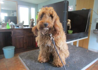 Hundesalon alt for hunden - Din hundesalon i Aalborg