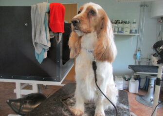 Hundesalon alt for hunden - Din hundesalon i Aalborg