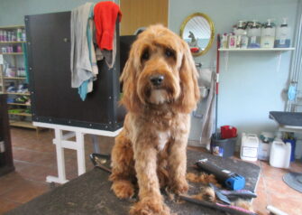 Hundesalon alt for hunden - Din hundesalon i Aalborg