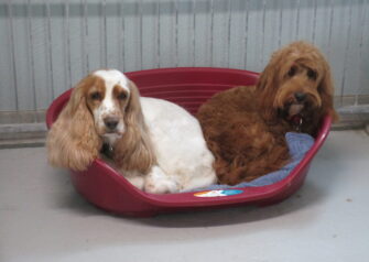 Hundesalon alt for hunden - Din hundesalon i Aalborg