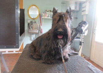 Hundesalon alt for hunden - Din hundesalon i Aalborg