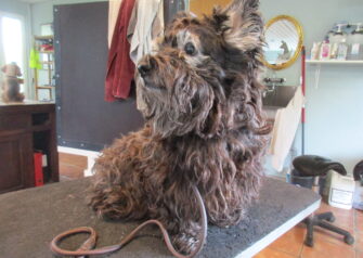 Hundesalon alt for hunden - Din hundesalon i Aalborg