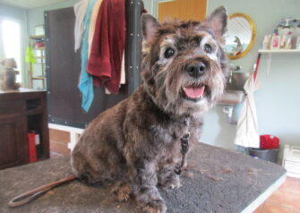 Hundesalon alt for hunden - Din hundesalon i Aalborg