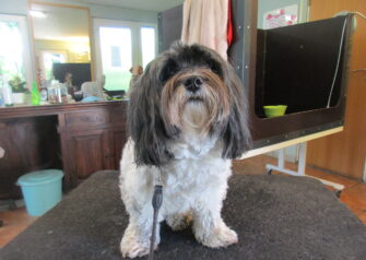 Hundesalon alt for hunden - Din hundesalon i Aalborg