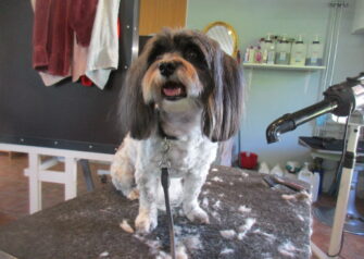 Hundesalon alt for hunden - Din hundesalon i Aalborg