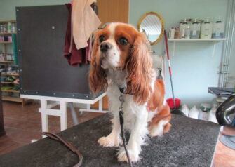 Hundesalon alt for hunden - Din hundesalon i Aalborg