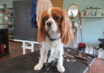 Hundesalon alt for hunden - Din hundesalon i Aalborg
