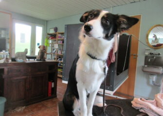 Hundesalon alt for hunden - Din hundesalon i Aalborg