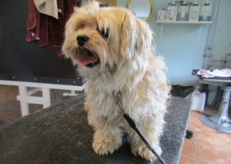 Hundesalon alt for hunden - Din hundesalon i Aalborg