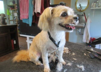 Hundesalon alt for hunden - Din hundesalon i Aalborg