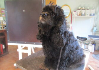 Hundesalon alt for hunden - Din hundesalon i Aalborg