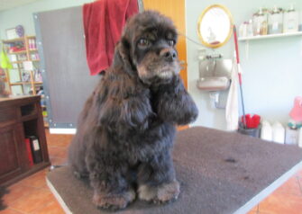 Hundesalon alt for hunden - Din hundesalon i Aalborg
