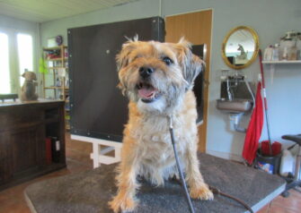 Hundesalon alt for hunden - Din hundesalon i Aalborg