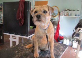 Hundesalon alt for hunden - Din hundesalon i Aalborg