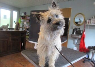Hundesalon alt for hunden - Din hundesalon i Aalborg