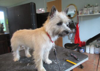 Hundesalon alt for hunden - Din hundesalon i Aalborg