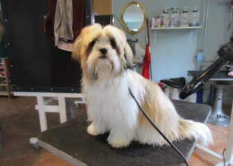 Hundesalon alt for hunden - Din hundesalon i Aalborg