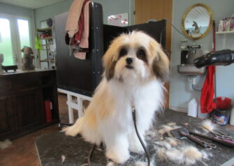 Hundesalon alt for hunden - Din hundesalon i Aalborg