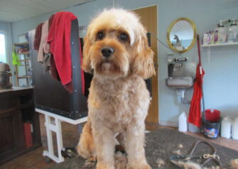 Hundesalon alt for hunden - Din hundesalon i Aalborg