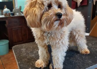 Hundesalon alt for hunden - Din hundesalon i Aalborg