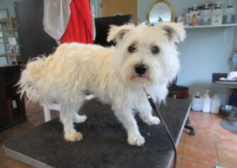 Hundesalon alt for hunden - Din hundesalon i Aalborg
