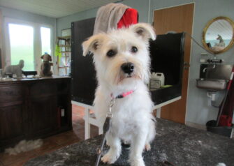 Hundesalon alt for hunden - Din hundesalon i Aalborg