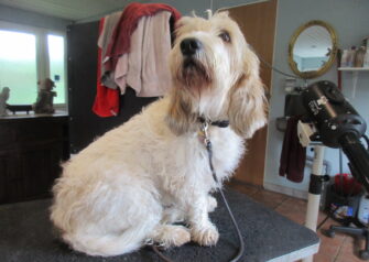Hundesalon alt for hunden - Din hundesalon i Aalborg