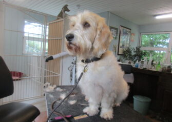 Hundesalon alt for hunden - Din hundesalon i Aalborg