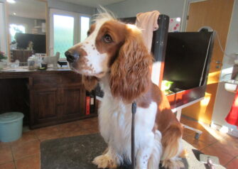 Hundesalon alt for hunden - Din hundesalon i Aalborg