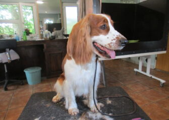 Hundesalon alt for hunden - Din hundesalon i Aalborg