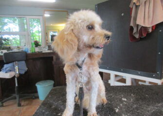 Hundesalon alt for hunden - Din hundesalon i Aalborg