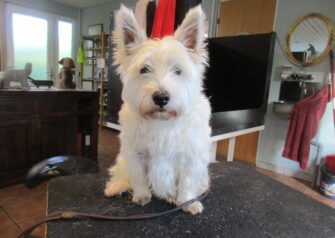 Hundesalon alt for hunden - Din hundesalon i Aalborg