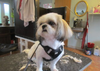 Hundesalon alt for hunden - Din hundesalon i Aalborg