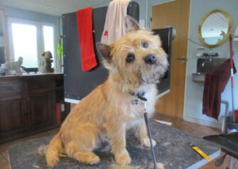 Hundesalon alt for hunden - Din hundesalon i Aalborg