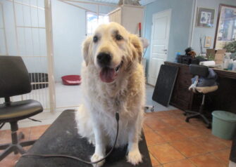 Hundesalon alt for hunden - Din hundesalon i Aalborg