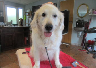 Hundesalon alt for hunden - Din hundesalon i Aalborg